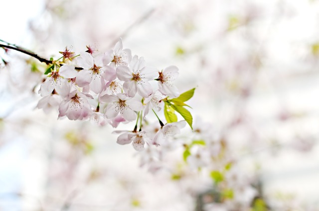 japanese-cherry-blossom-1246539_1920.jpg