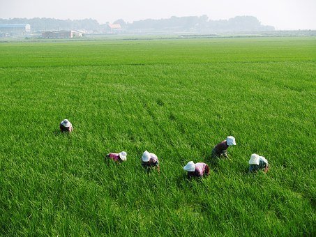 rice-paddies-75590__340.jpg